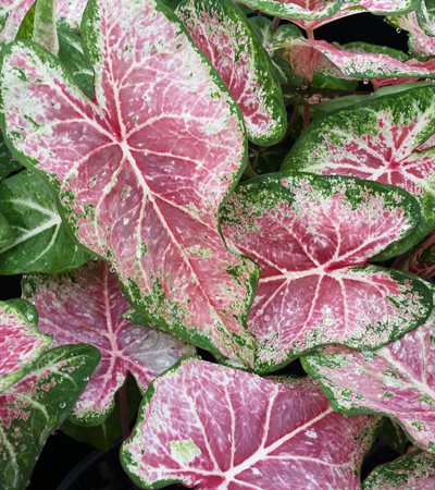 Caladium Pink Cloud